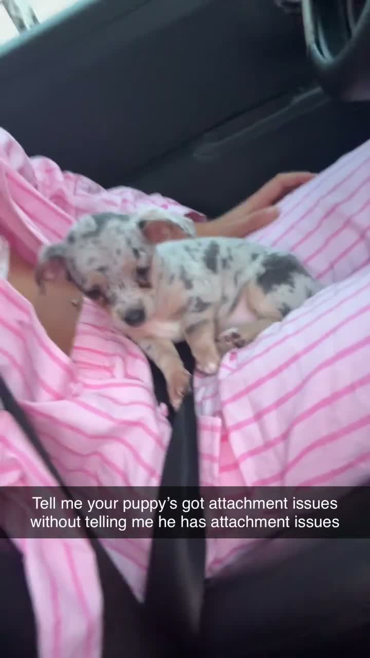 Chiweenie dogs for sale: Chiweenie puppie - Video 2