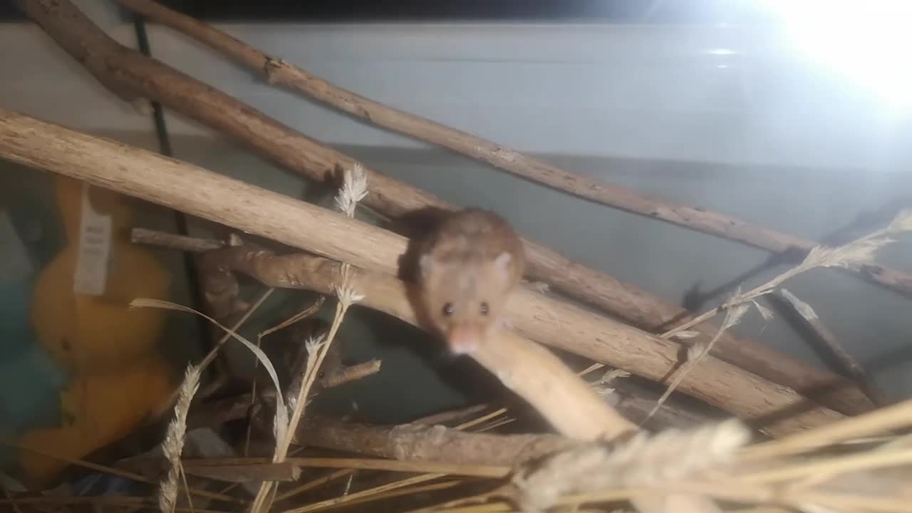 Mouse rodents for sale: Harvest mice - Video 1