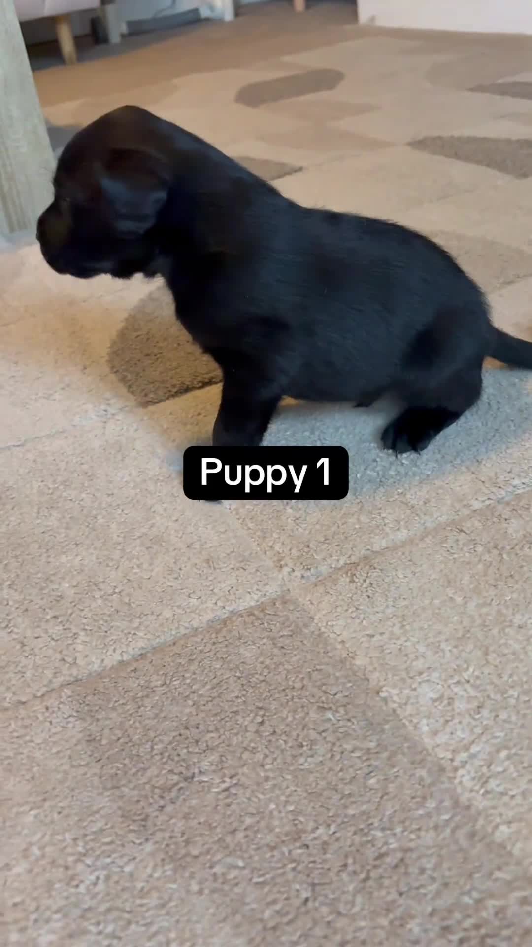 Labrador Retriever dogs for sale: KC Registered Labrador Puppies Ready 24th November - Video 1