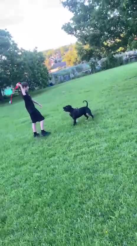 Staffordshire Bull Terrier dogs for sale: 3yr male staffy. Bruno - Video 1