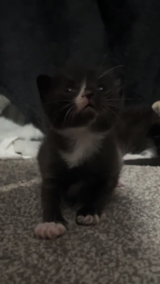 Domestic Shorthair cats for sale: domestic short hair kittens - Video 3