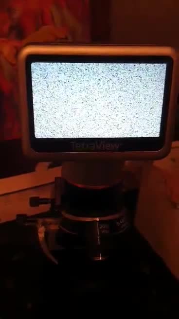 Staffordshire Bull Terrier dogs for stud: PROVEN STUD! KC STAFFORDSHIRE BULL TERRIER  in Bradford - Video 1