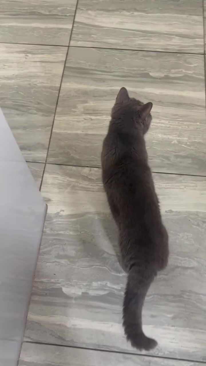 British Shorthair cats for sale: RADY NOW beautiful 2 boys 1 girl - Video 2