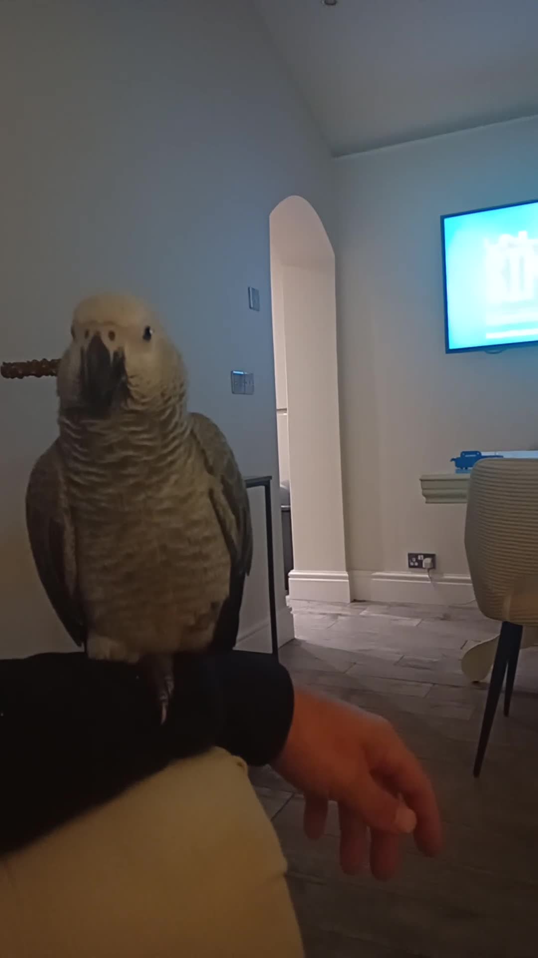 Parrots birds for sale: African grey (female?) Hand reared - Video 1