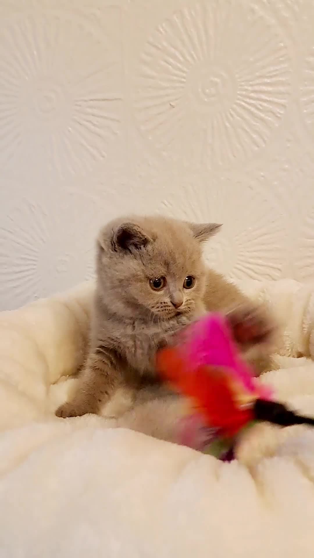 British Shorthair cats for sale: Beautiful British Shorthair Males & Females - Video 1