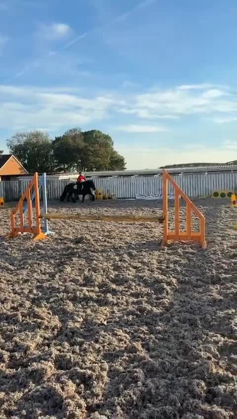 Fell horses for sale: Basil 13.2 registered fell gelding  - Video 4