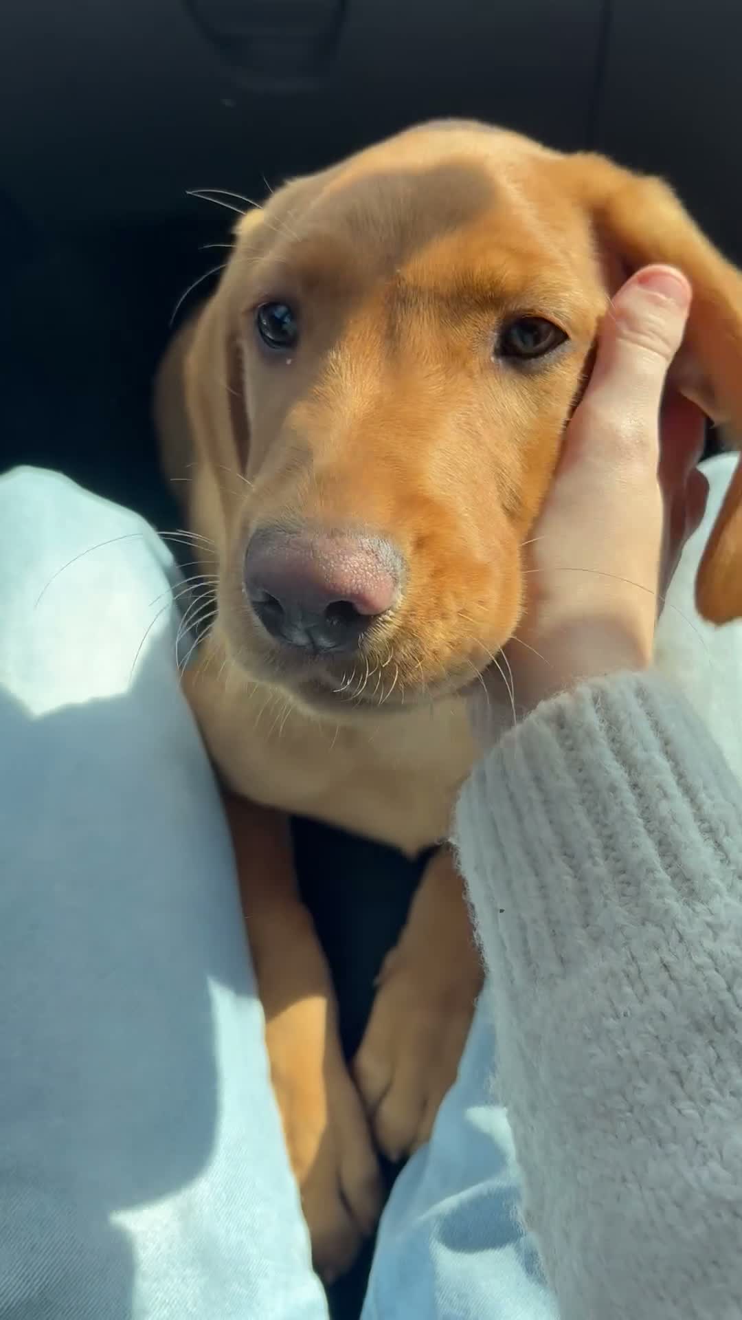 Springador dogs for sale: Male springador - Video 2