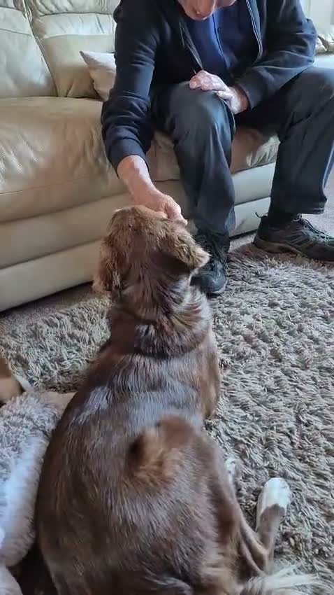 Mixed Breed dogs for sale: Lovely Gem needs her family  in Aldershot - Video 2