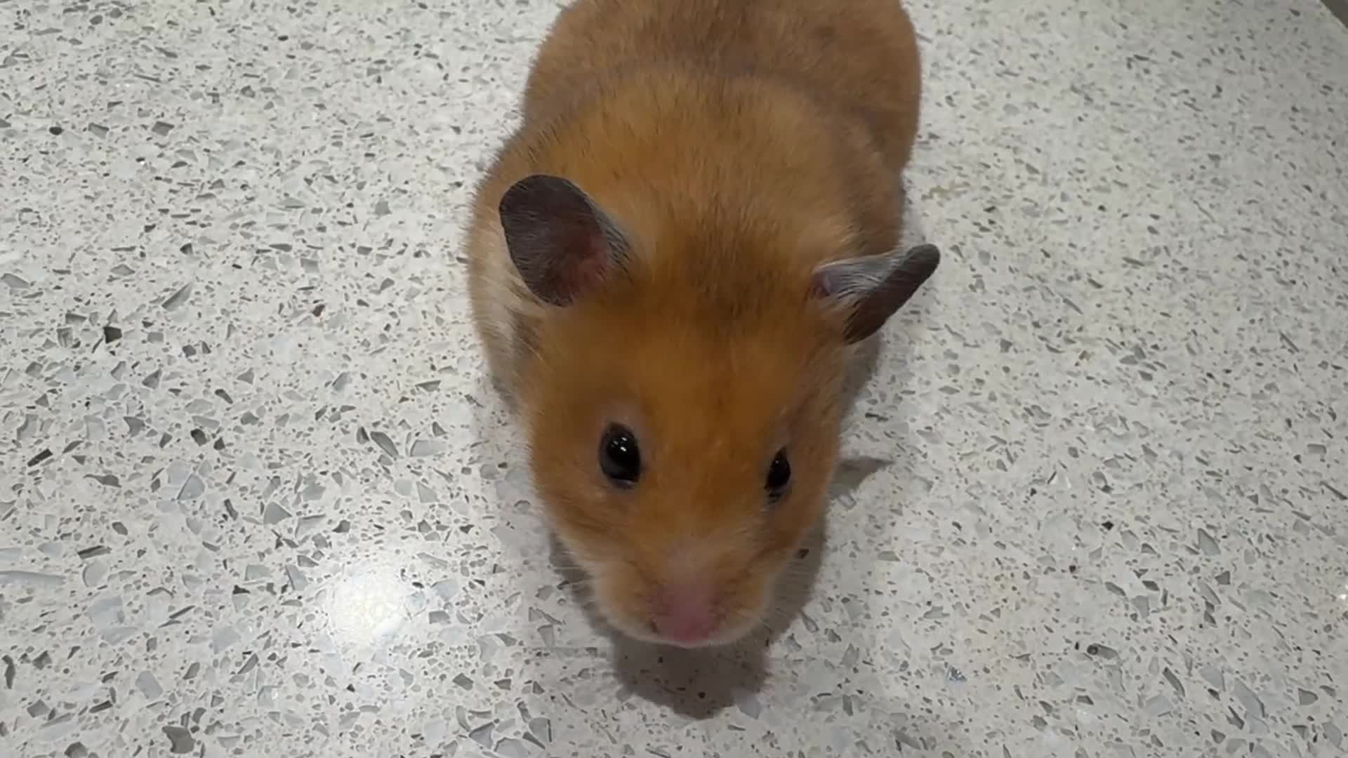 Hamster rodents for sale: Stunning home-bred Syrian hamster pups  - Video 1