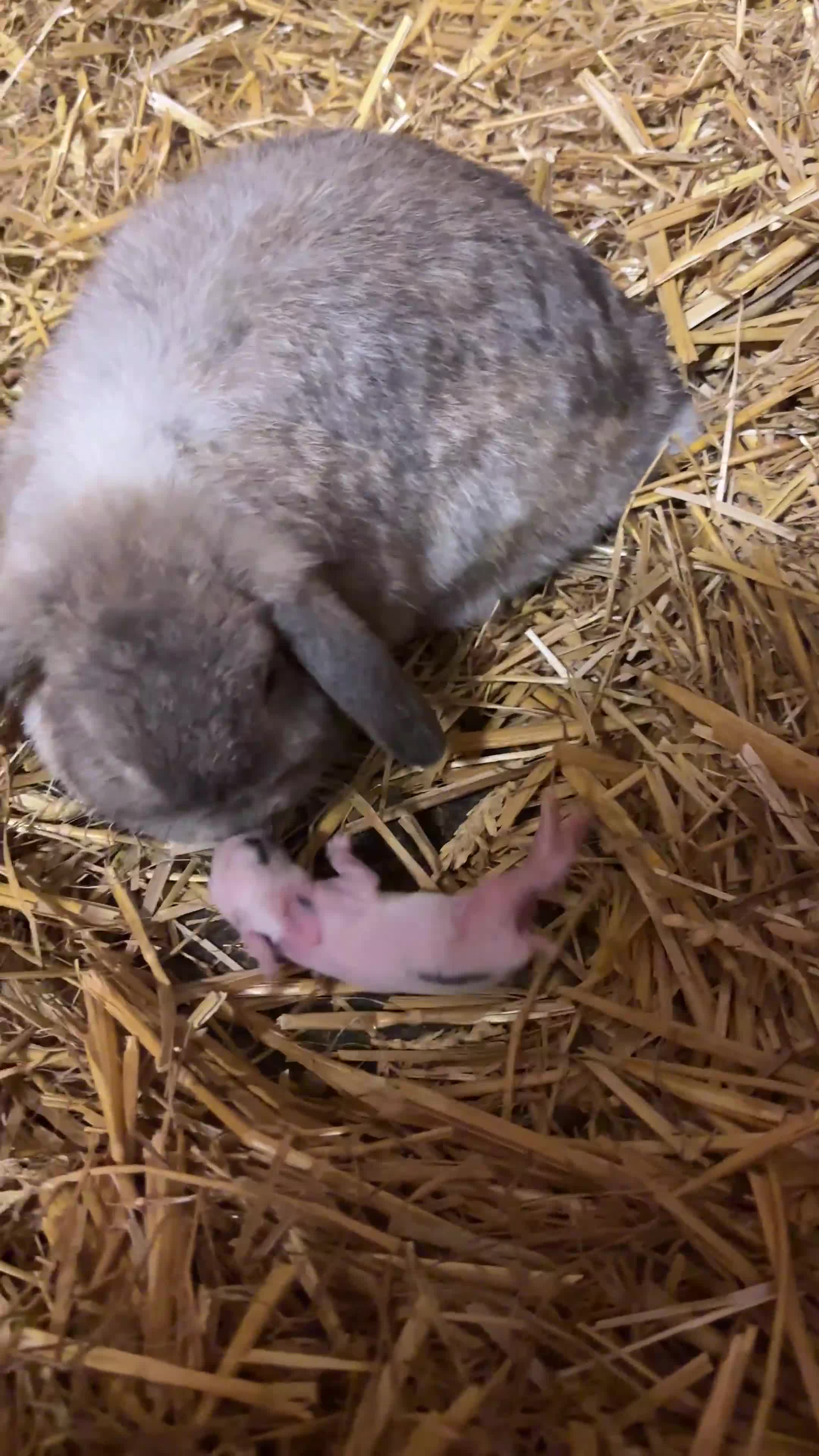 Mini Lop rabbits for sale: Mini lop bunnies  - Video 2