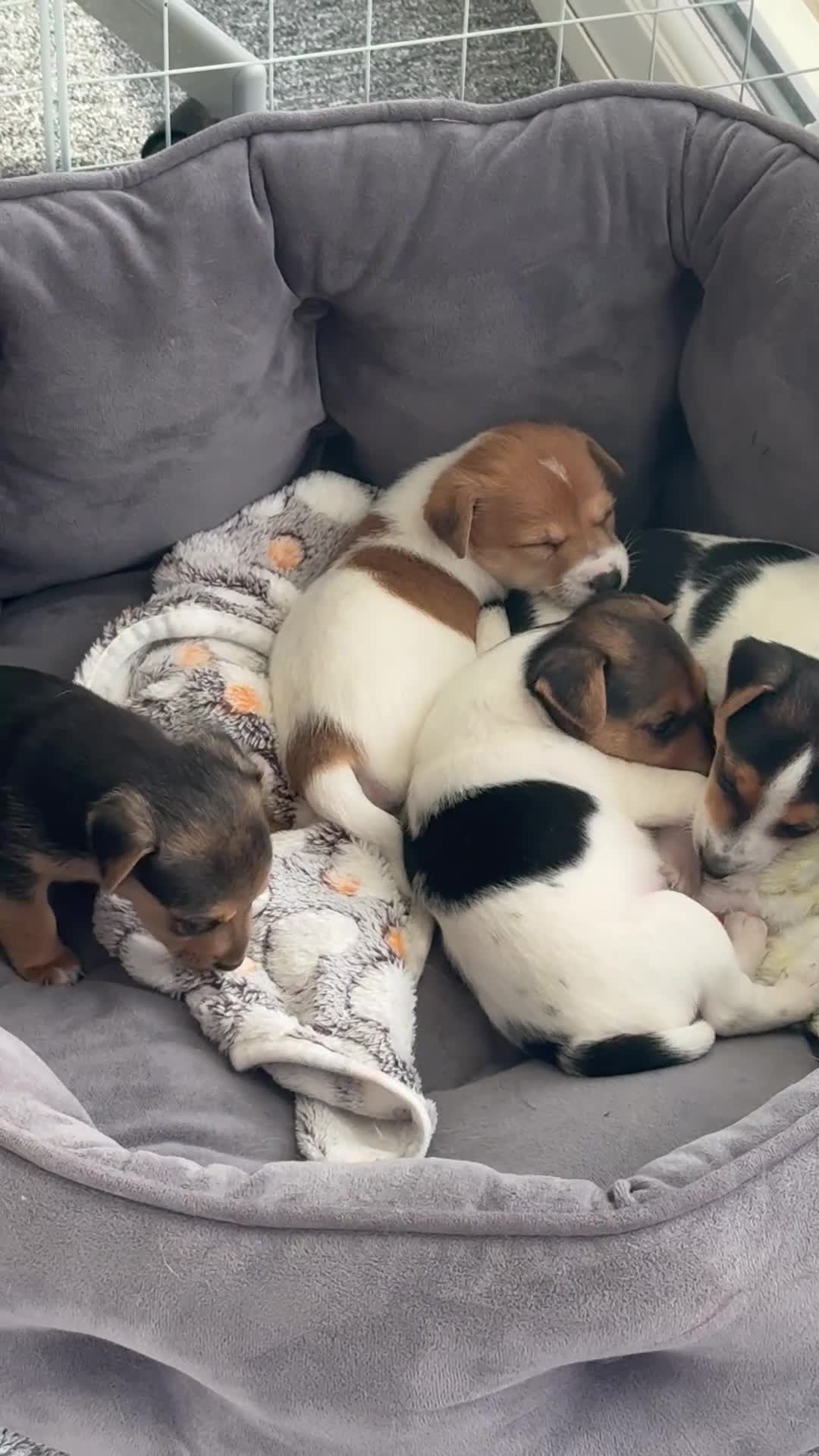 Mixed Breed dogs for sale: 7 week old Jack Russ pups  - Video 1