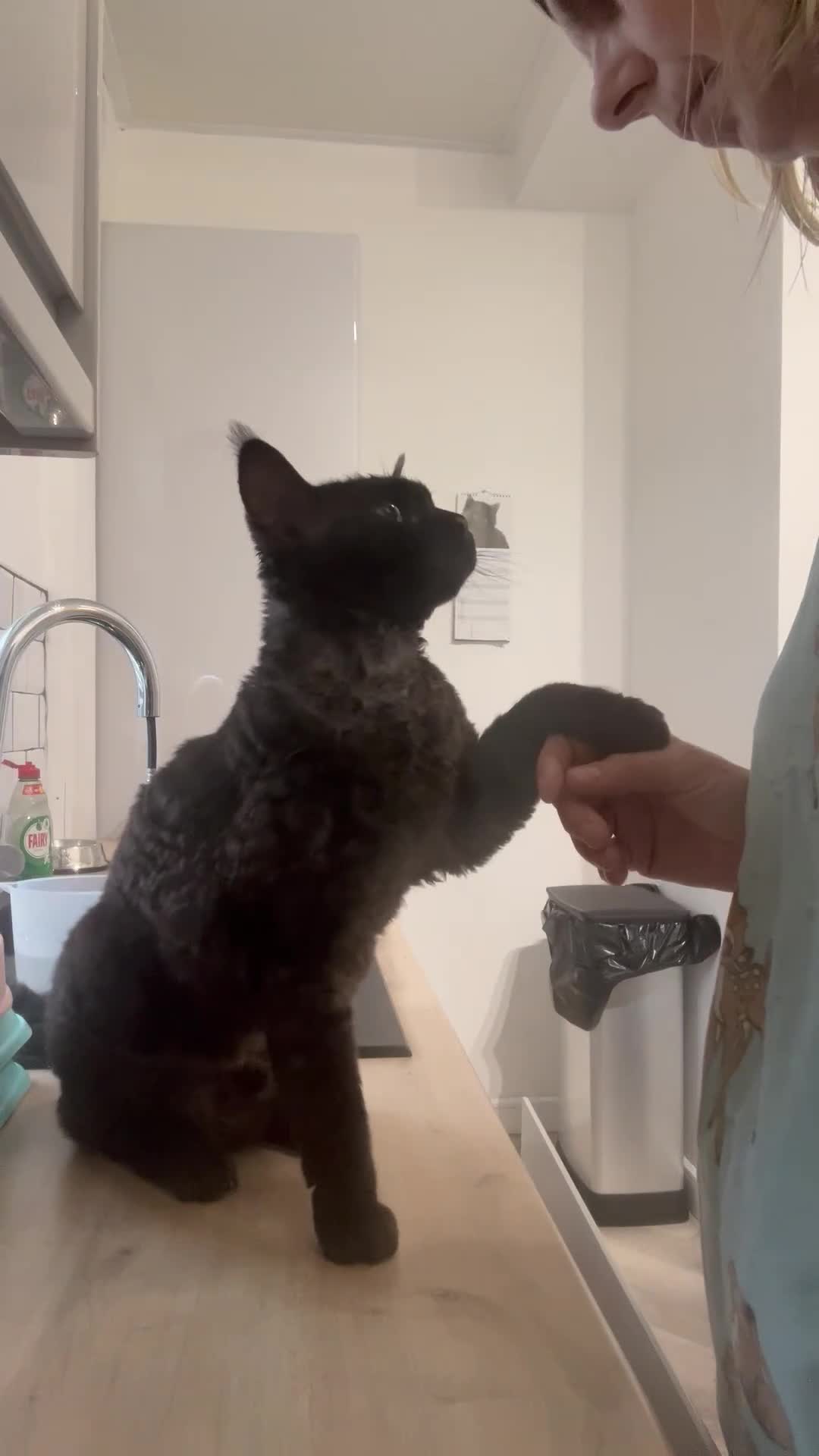 Devon Rex cats for sale: Beautiful Devon Rex boy 5 years  - Video 1