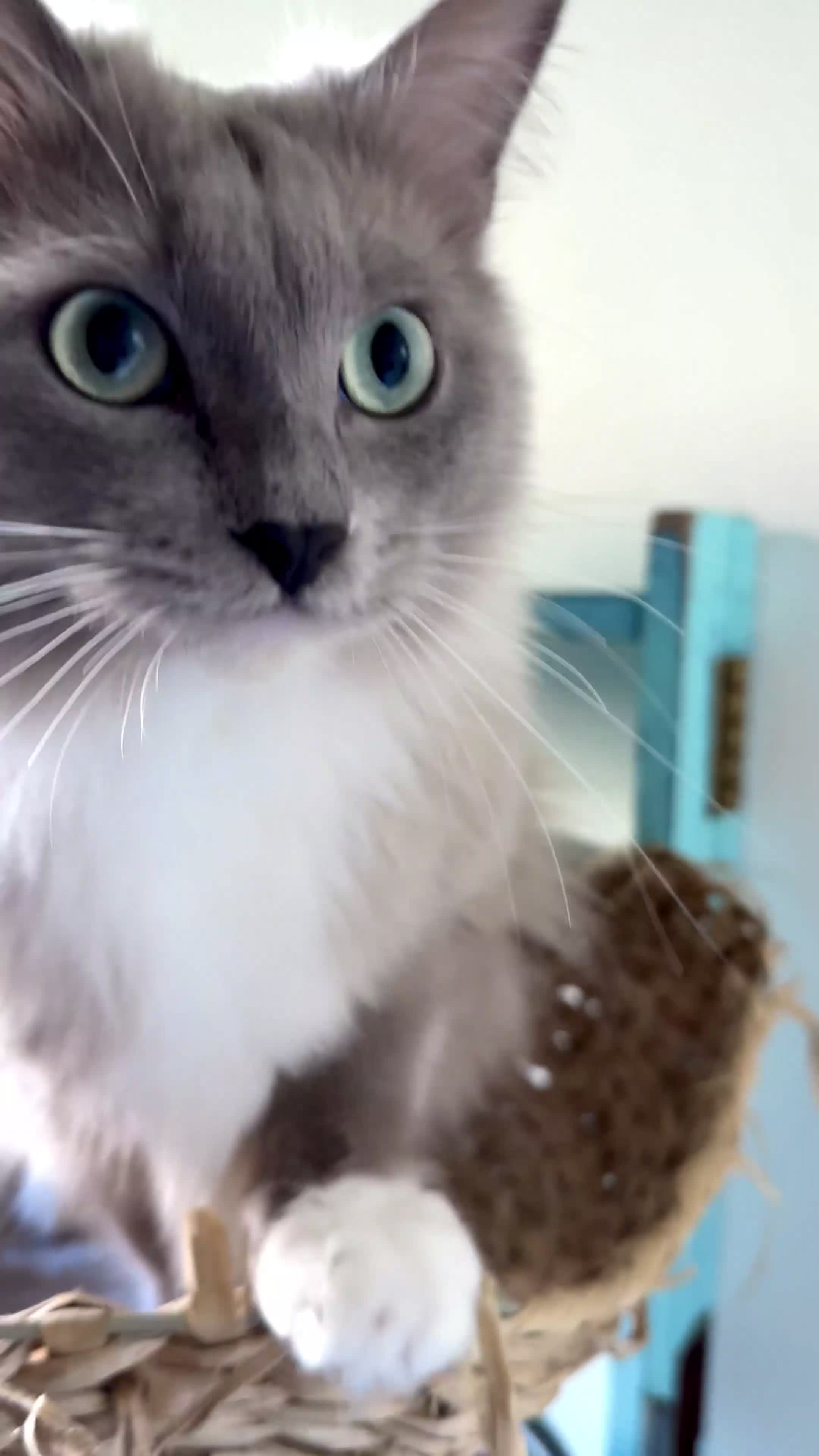 Ragdoll cats for sale: Rare Blue Sepia Ragdoll Girl, 14 months old - Video 1