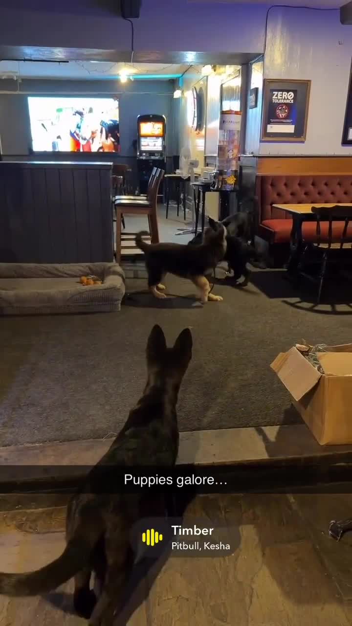 German Shepherd dogs for sale: Female German shepherd puppies  - Video 5