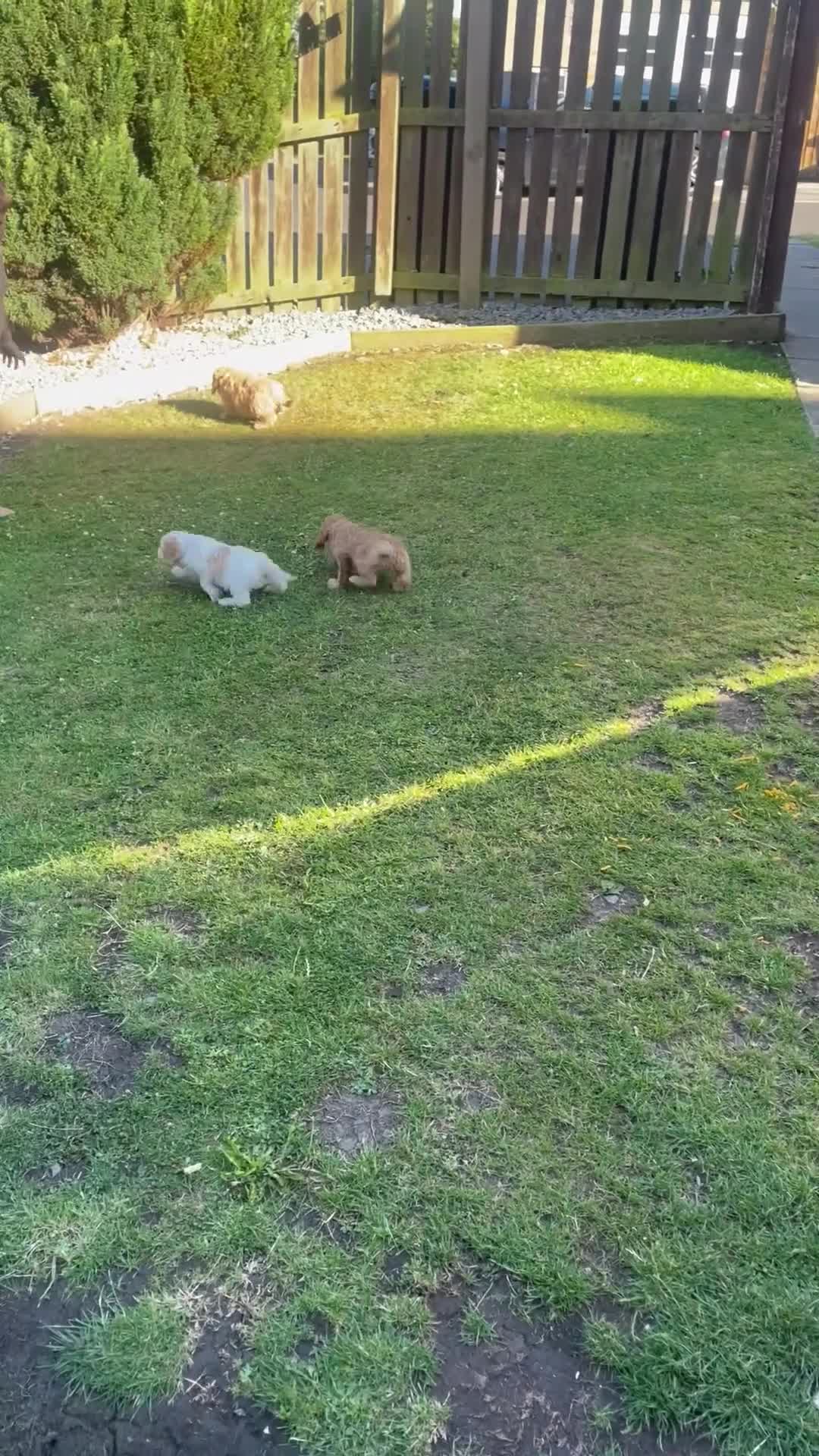 Cavapoo dogs for sale: ⭐️ Mini cavapoo puppies (toy poodle x cavalier)⭐️ - Video 1