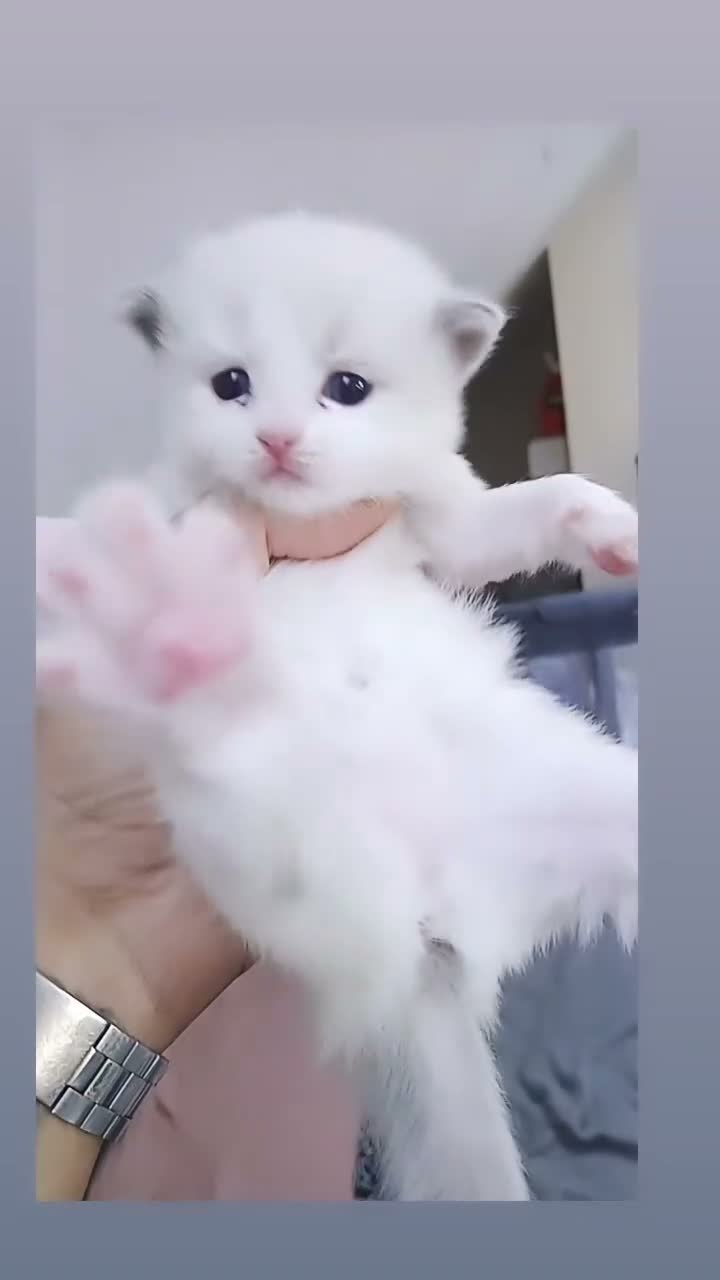 Ragdoll cats for sale: 🏆🥇Champion Bloodline🧸😻Ragdolls💖 in Ilford - Video 5