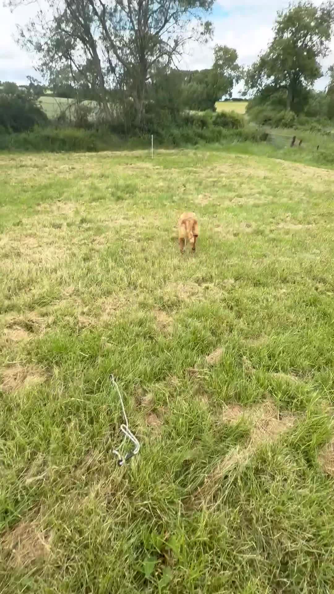 Labrador Retriever dogs for sale: 8-Month-Old KC Registered Working Labrador Dog - Video 5