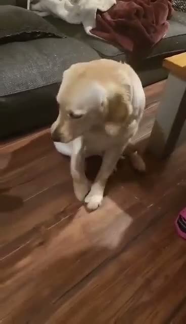 Golden Retriever dogs for sale: Golden retriever female  - Video 1