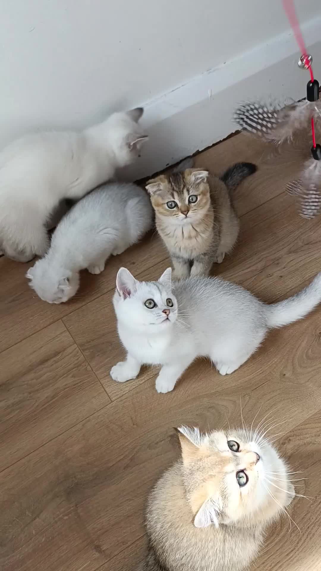 British Shorthair cats for sale: Scottish Fold and Straight kittens  - Video 3