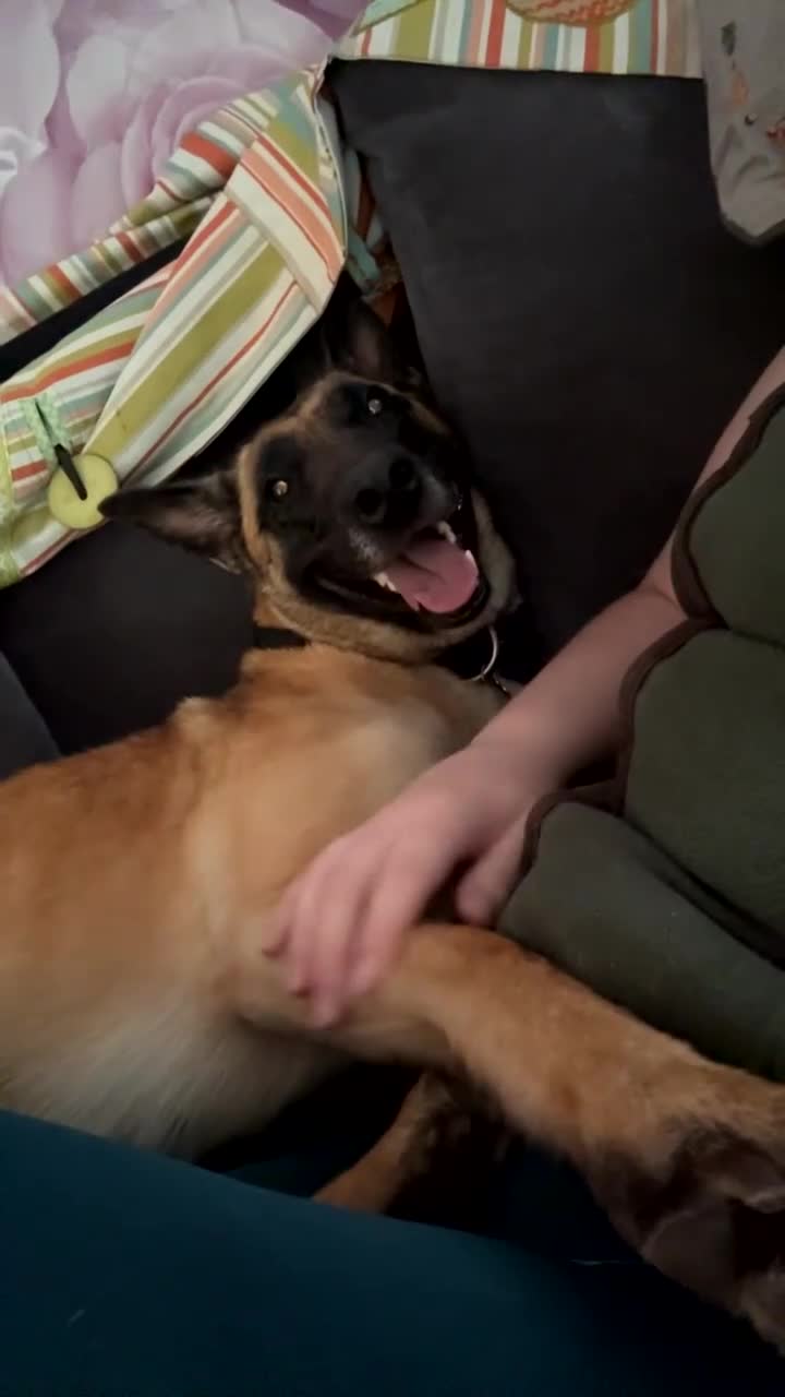 Belgian Shepherd Dog dogs for sale: Beautiful Mali  - Video 1