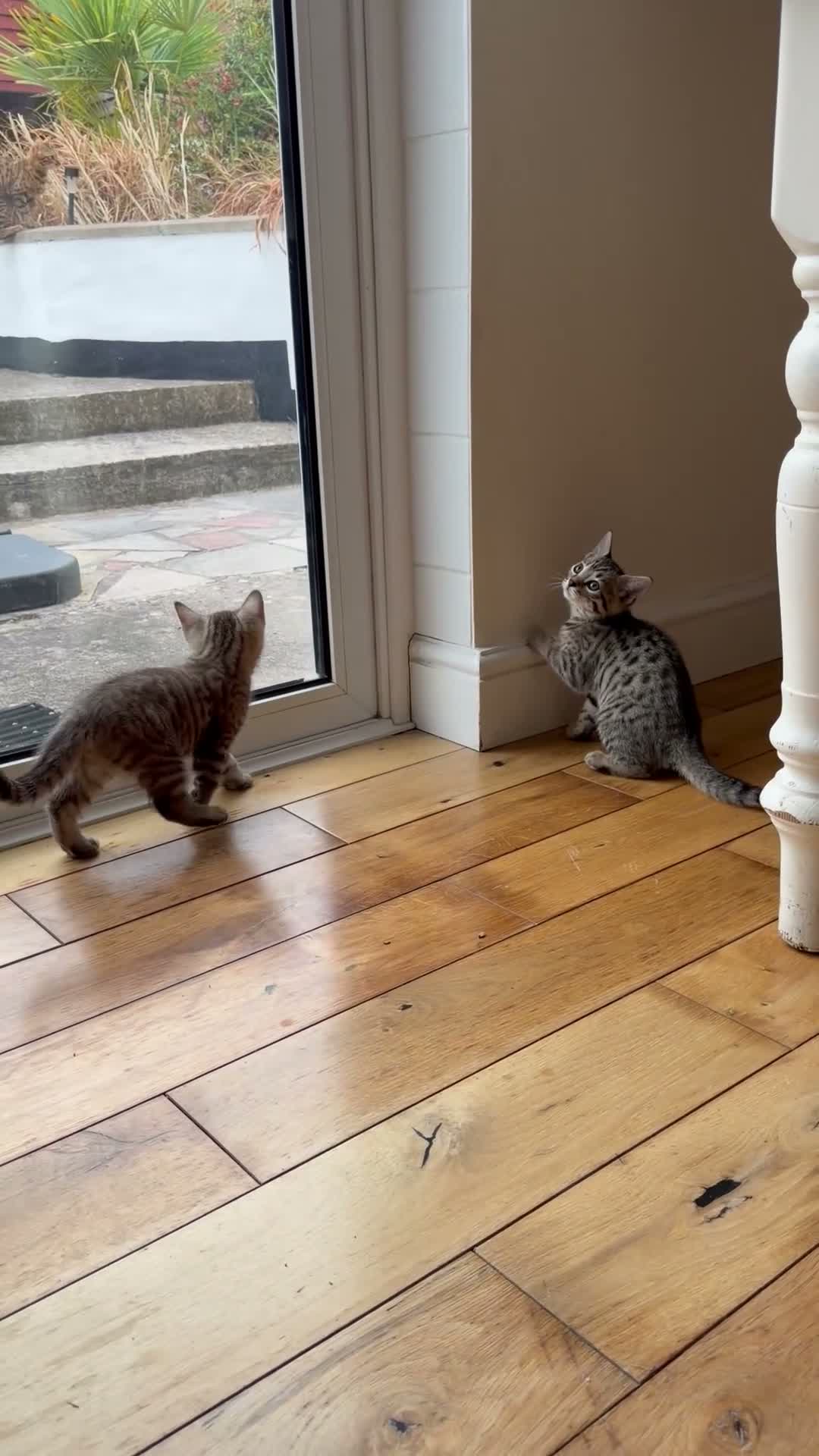 Bengal cats for sale: Beautiful Bengal x kittens  - Video 1