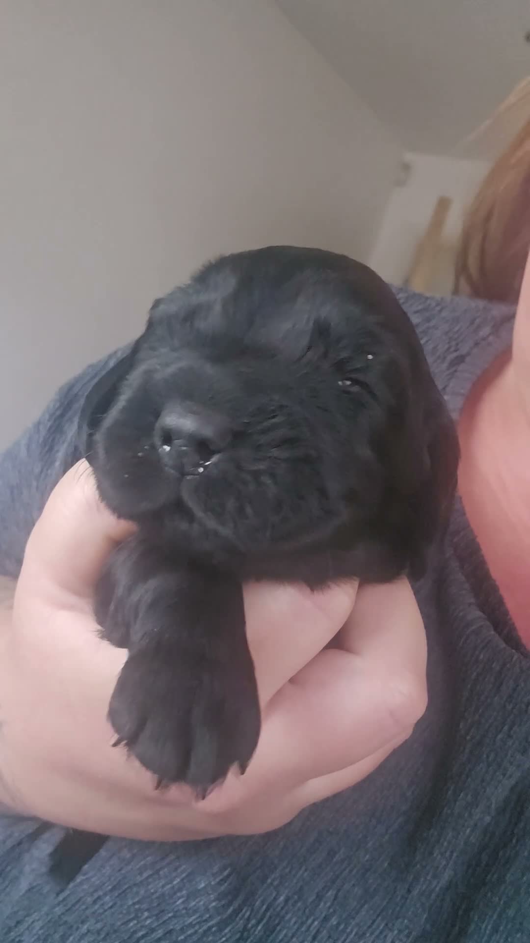 Cocker Spaniel dogs for sale: Cocker spaniel puppies*** - Video 1