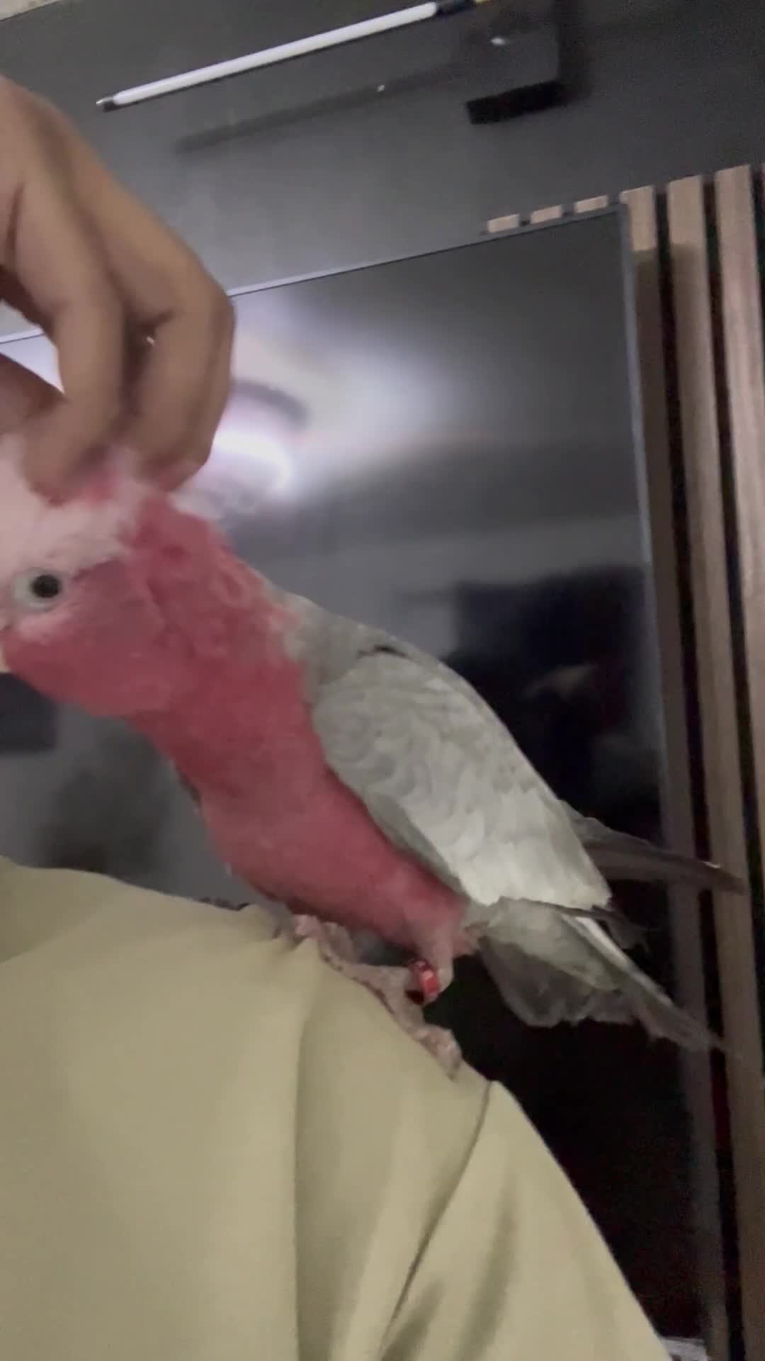 Cockatoo birds for sale: Baby galah cockatoo and cage - Video 1