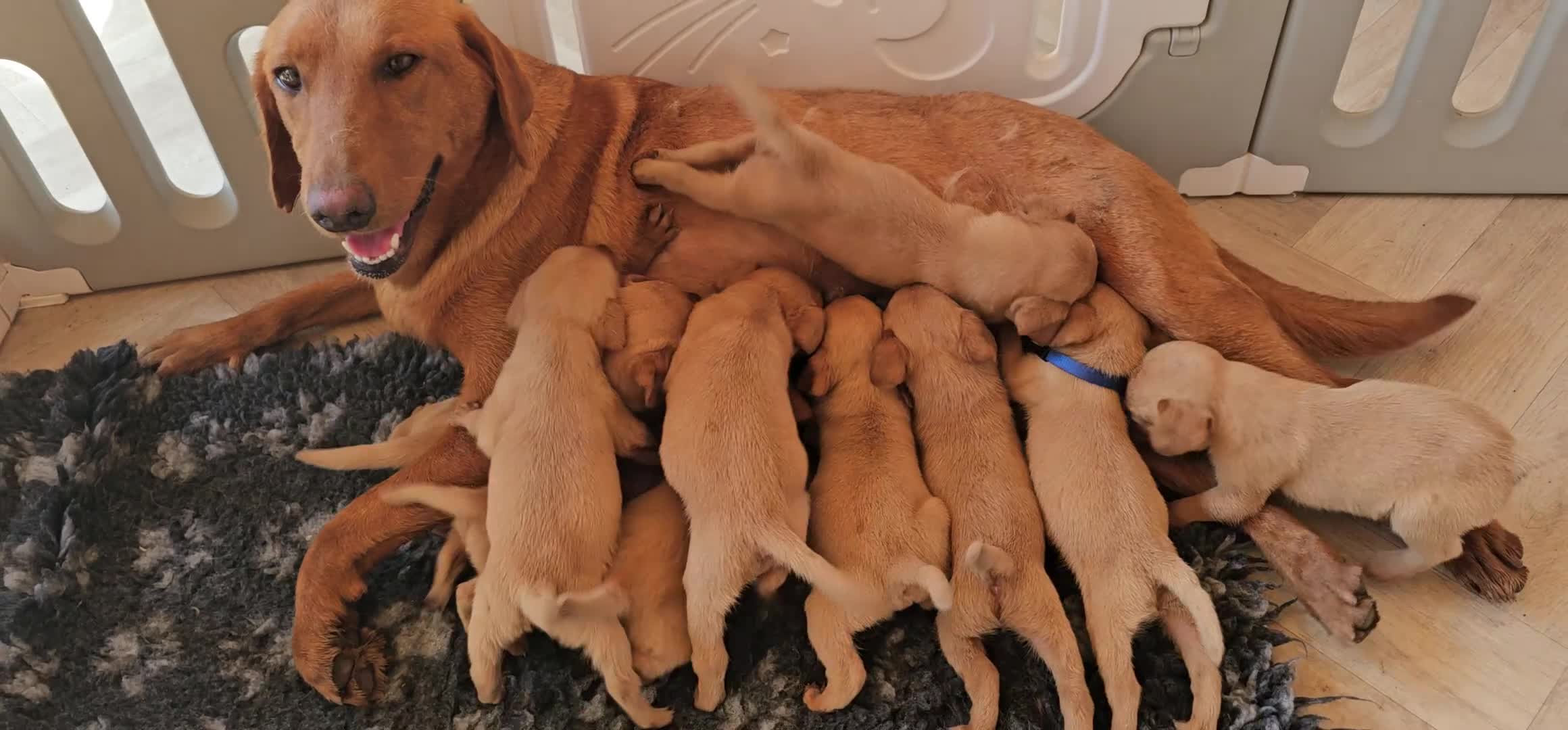 Labrador Retriever dogs for sale: THE LAST KC FOX RED GIRL READY TO LEAVE NOW  - Video 3