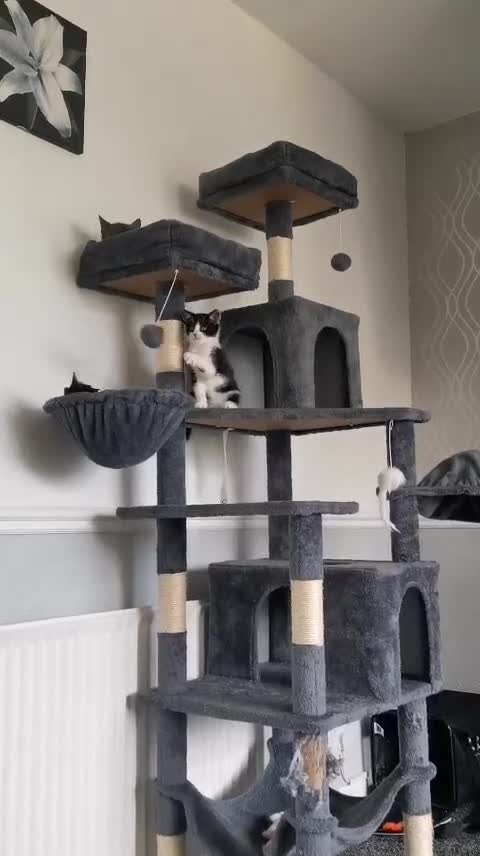Mixed Breed cats for sale: Kittens for sale in Halifax - Video 2