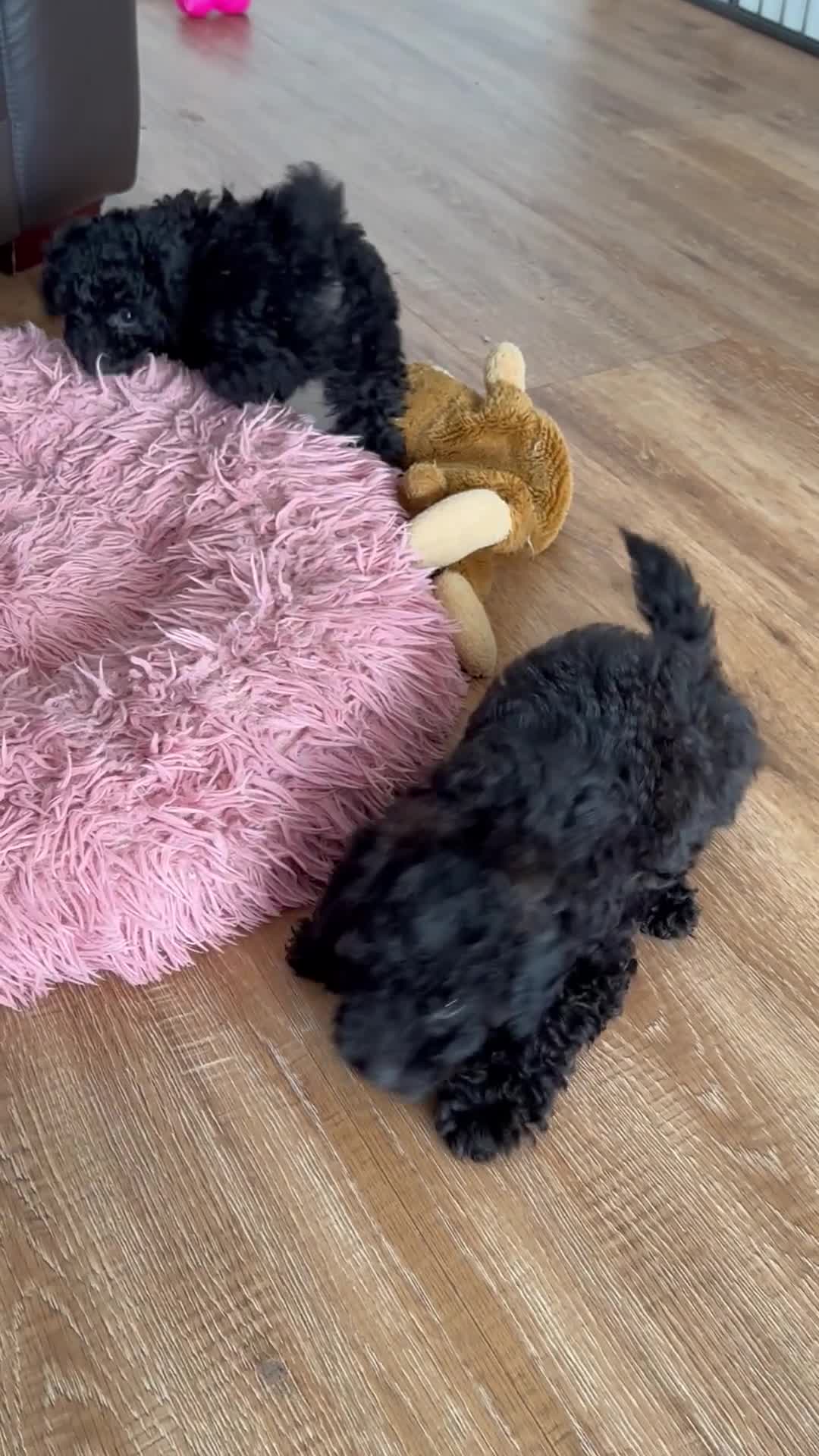 Toy Poodle dogs for sale: Stunning K.C. reg Toy Poodle Puppies - Video 1