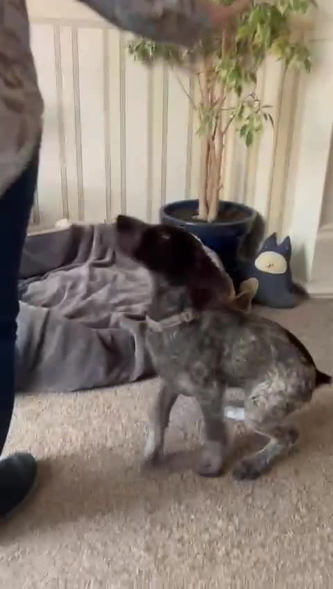 German Wirehaired Pointer dogs for sale: Stunning 12 wk female German Wirehaired pup GWP - Video 1