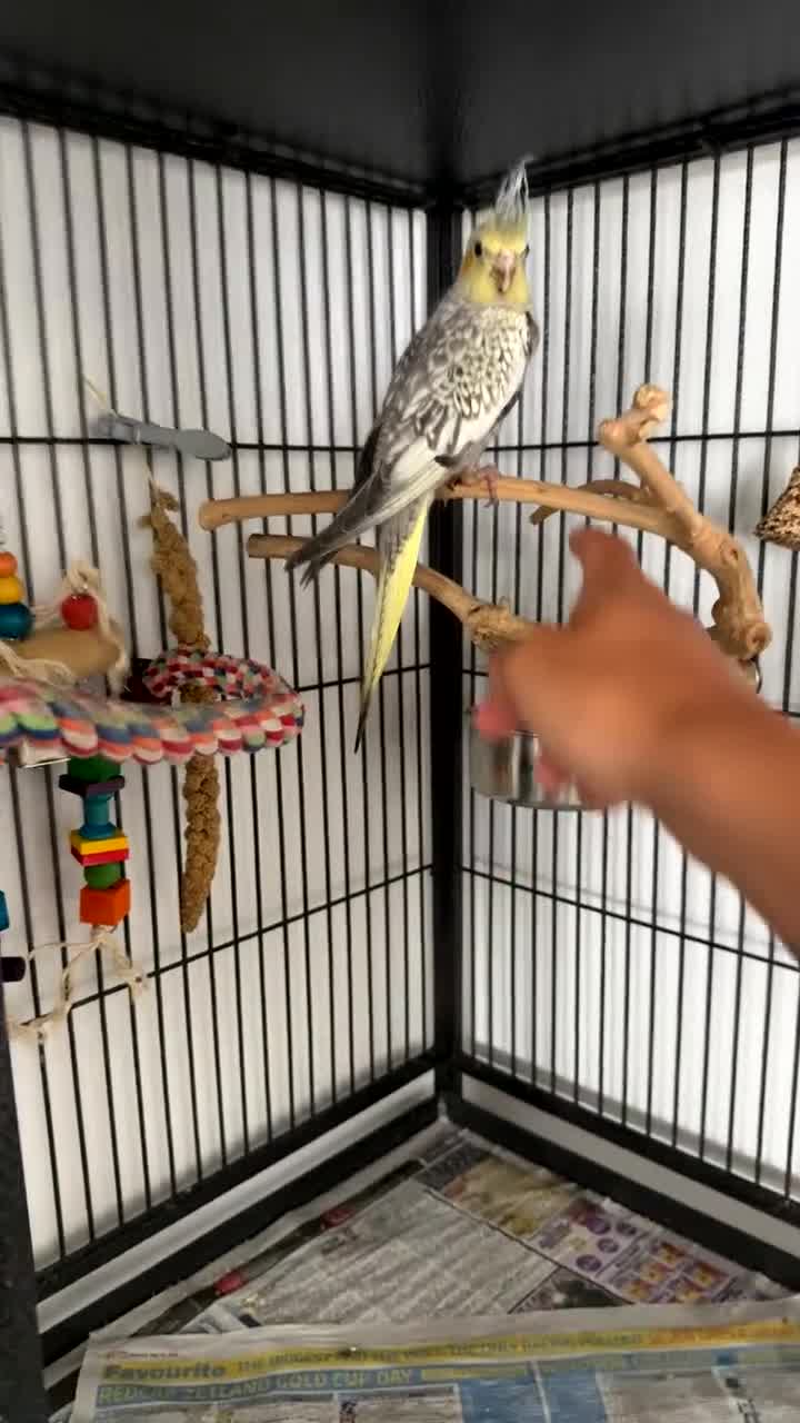 Cockatiels birds for sale: Male cockatiel for sale 9 month old hand tame  - Video 1