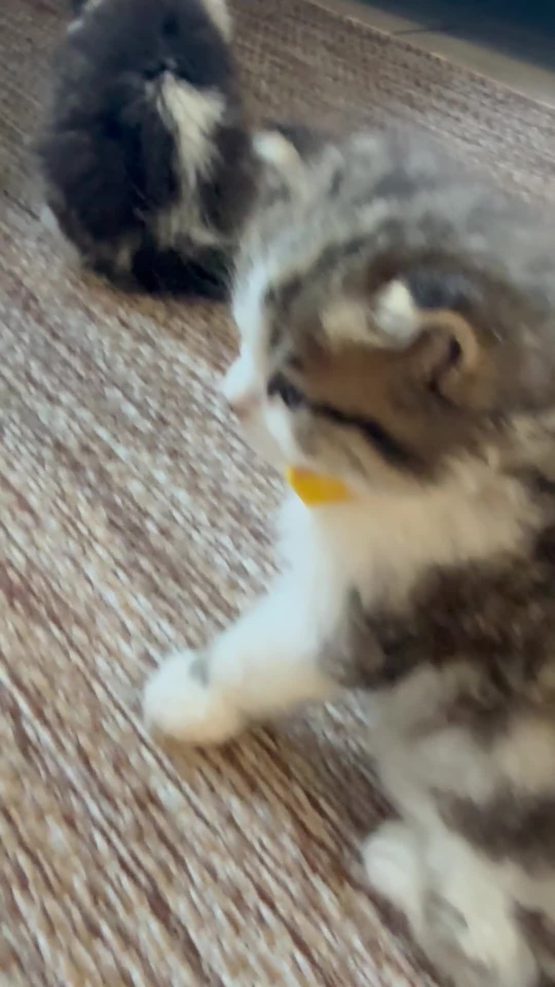 British Shorthair cats for sale: Rehoming mother with one kitten  - Video 1