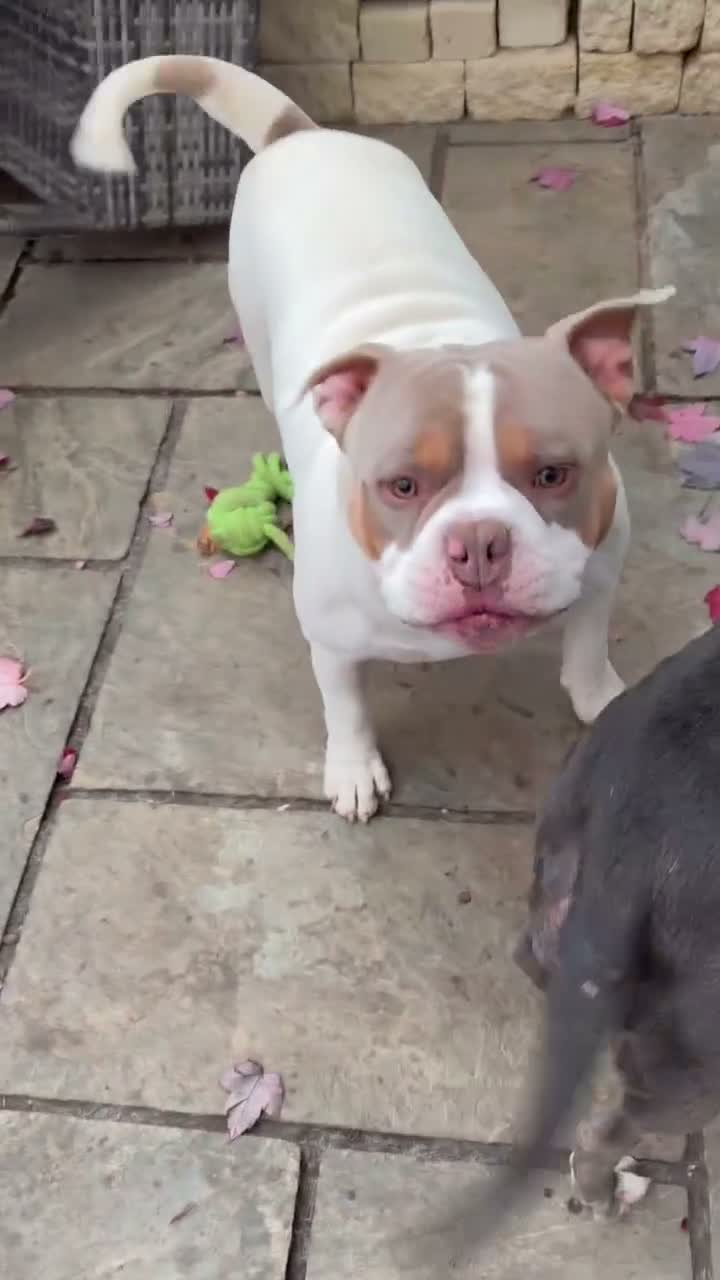 American Bully dogs for sale: Bobby in Gloucester - Video 1