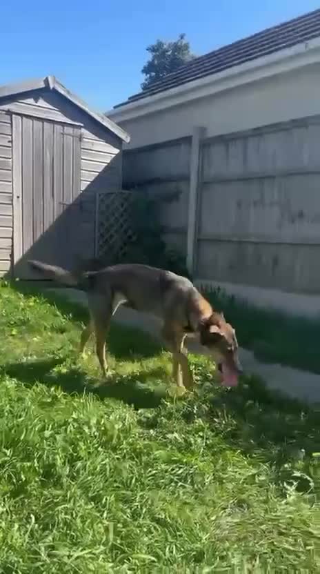 Mixed Breed dogs for adoption: Margot - Gorgeous, 9 Years Old, Mixed Breed Girl in Bournemouth - Video 3