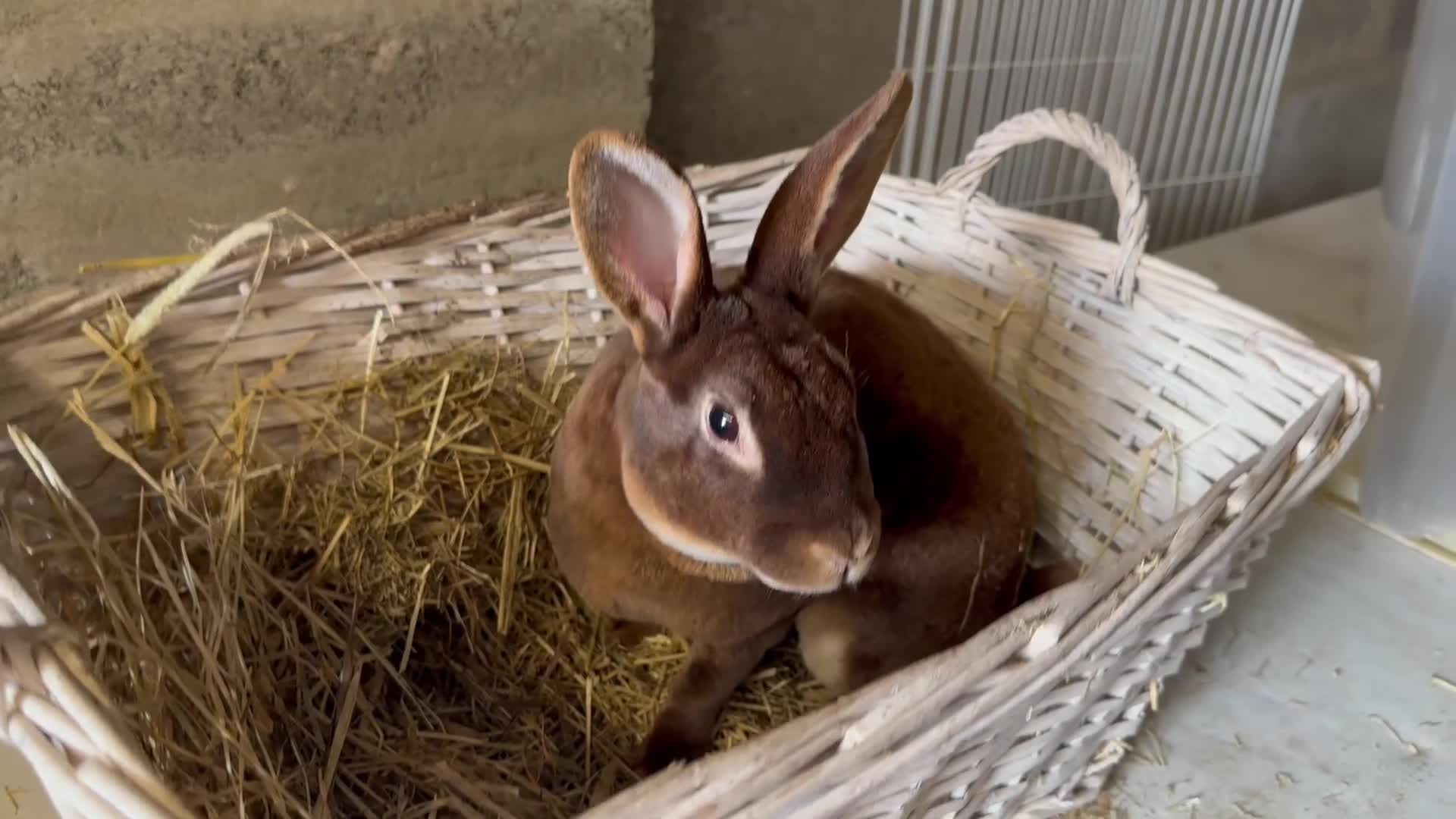 Rex rabbits for sale: Rex Standard Rabbits/Bunnies/Kits Available  - Video 1