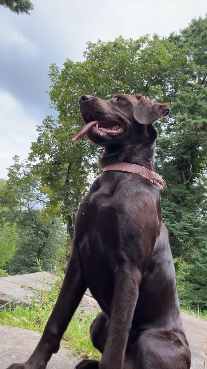 Mixed Breed dogs for sale: Chesapeake bay retriever  - Video 1