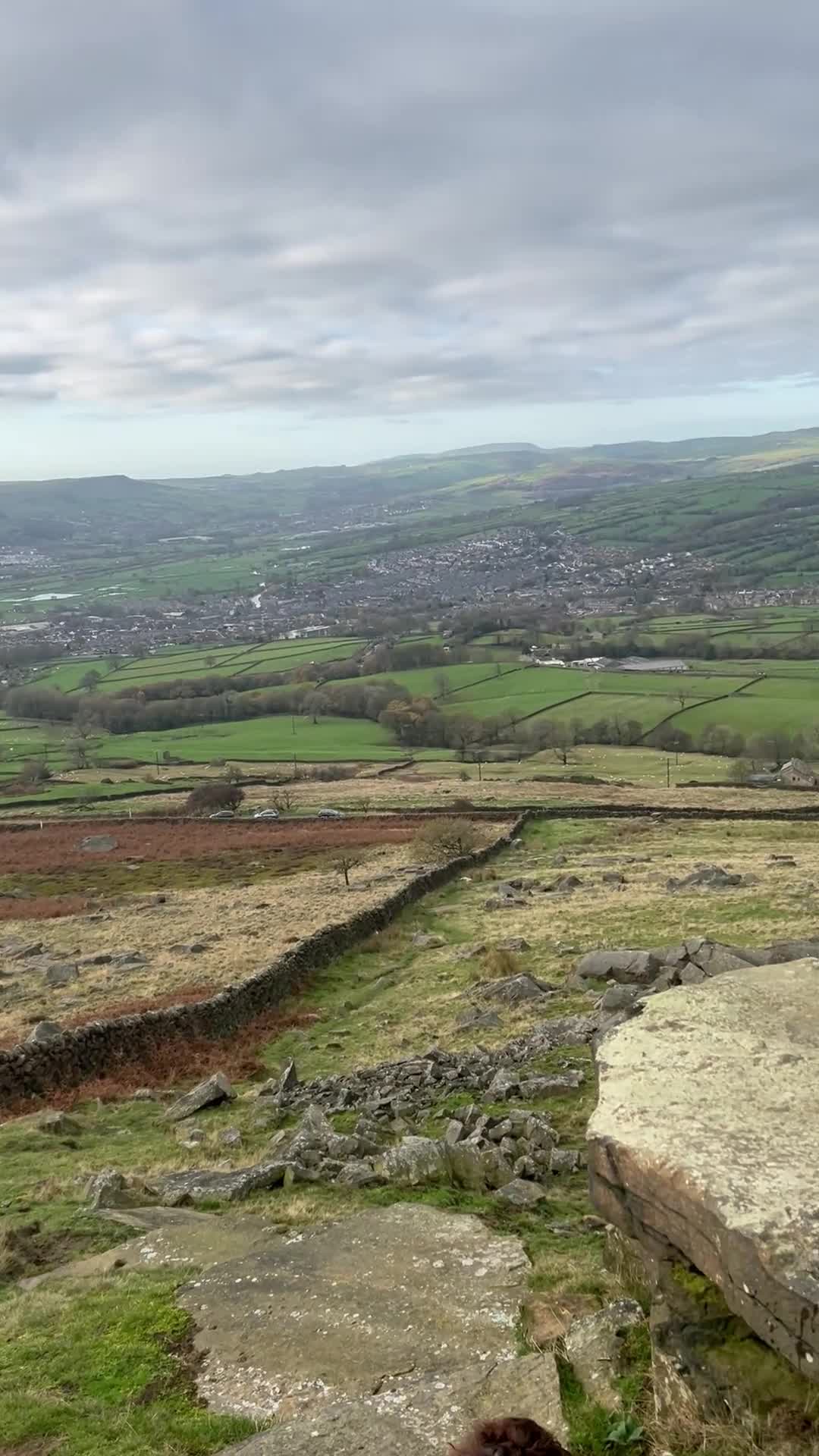 Cocker Spaniel dogs for sale: Working Cocker Spaniel  - Video 2