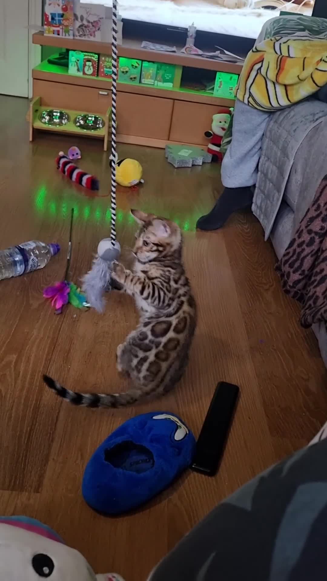 Bengal cats for sale: Stunning pedigree Bengal kitten  in Salford - Video 1