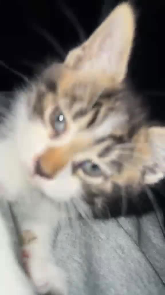 Domestic Shorthair cats for sale: Cute tabby kitten - Video 1