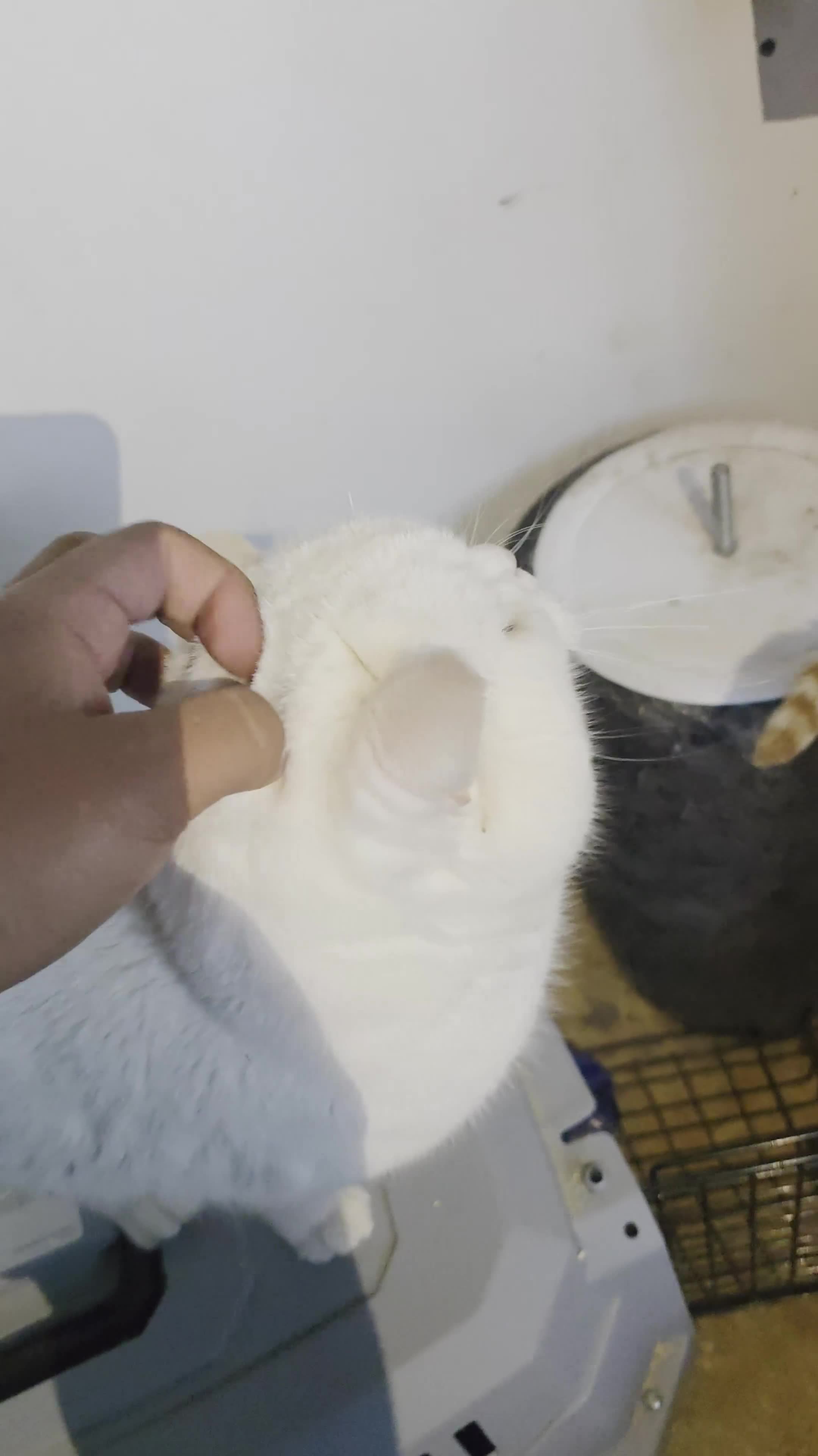British Shorthair cats for sale: White British short hair - Video 1