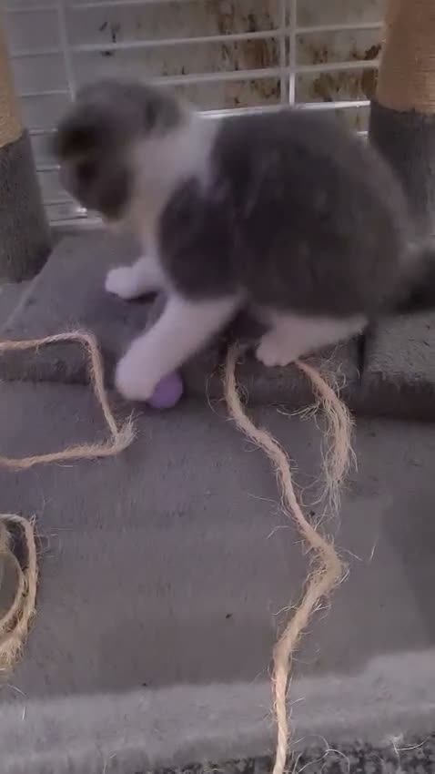 British Shorthair cats for sale: 2 GORGEOUS BRITISH SHORTHAIR KITTENS! - Video 4