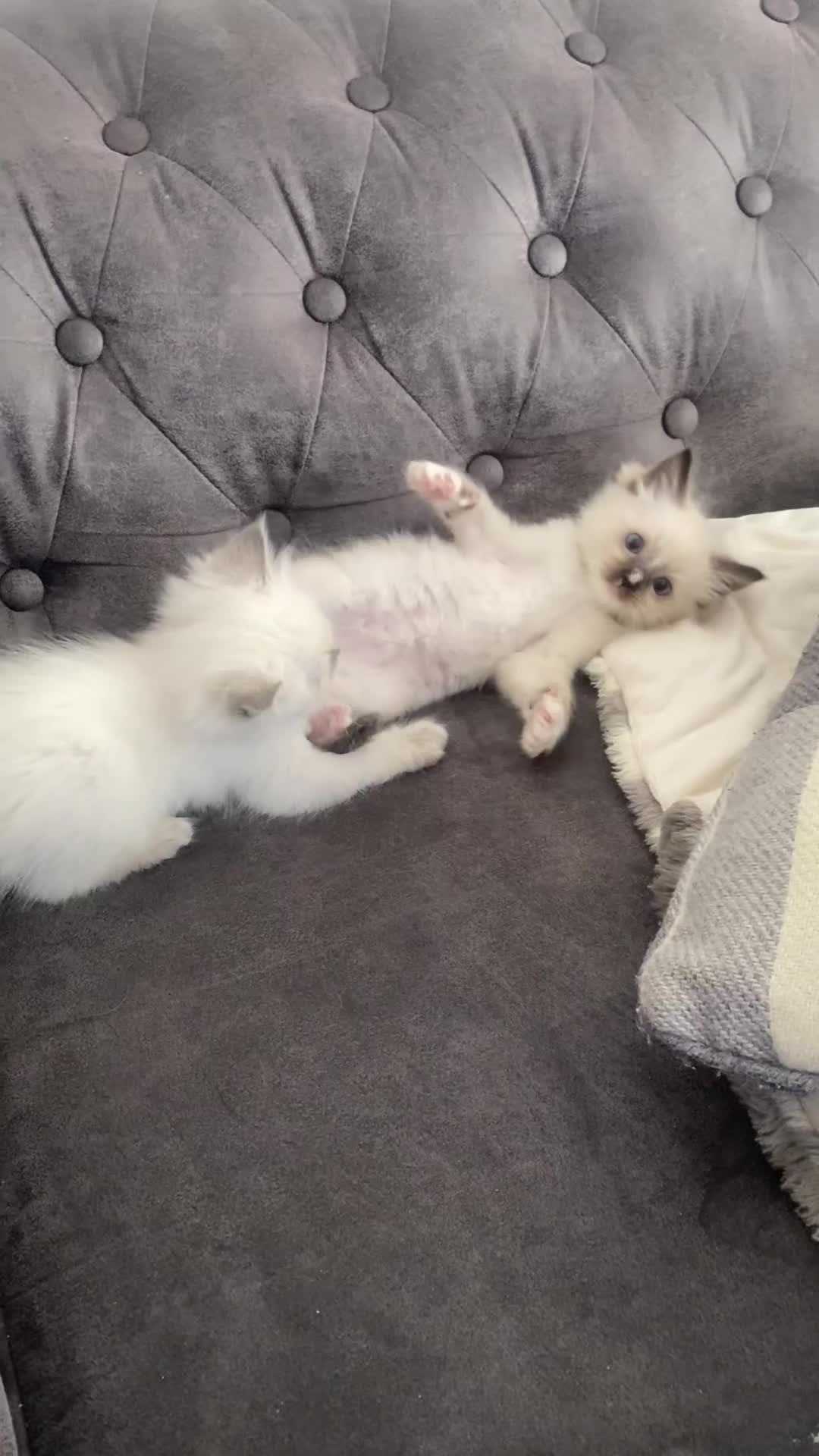 Ragdoll cats for sale: Pedigree Ragdoll Kittens HCM/PKD clear  - Video 1
