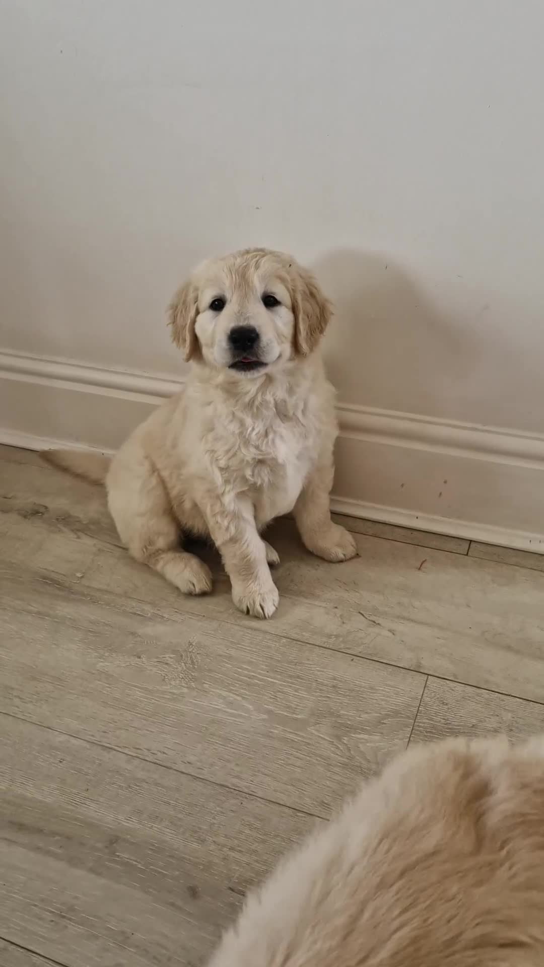 Golden Retriever dogs for sale: Stunning golden retriever babies - Video 1