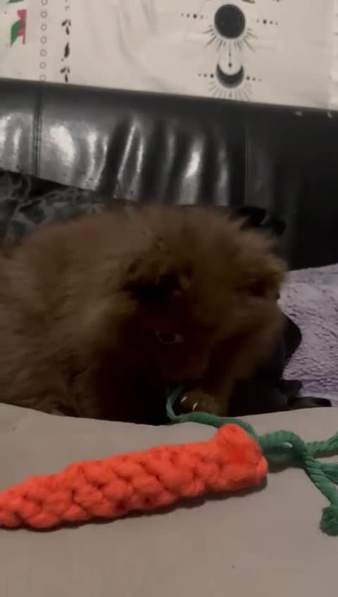 Pomeranian dogs for sale: 1 little girl  - Video 1