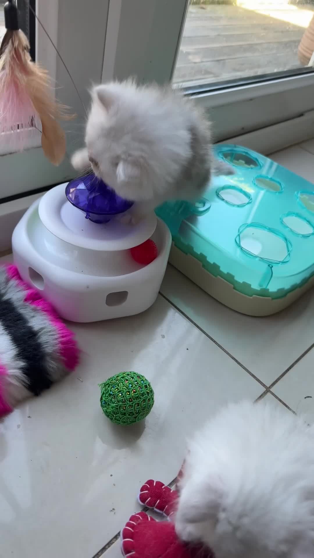 Persian cats for sale: Confident Pure bred silver chinchilla Persian - Video 3