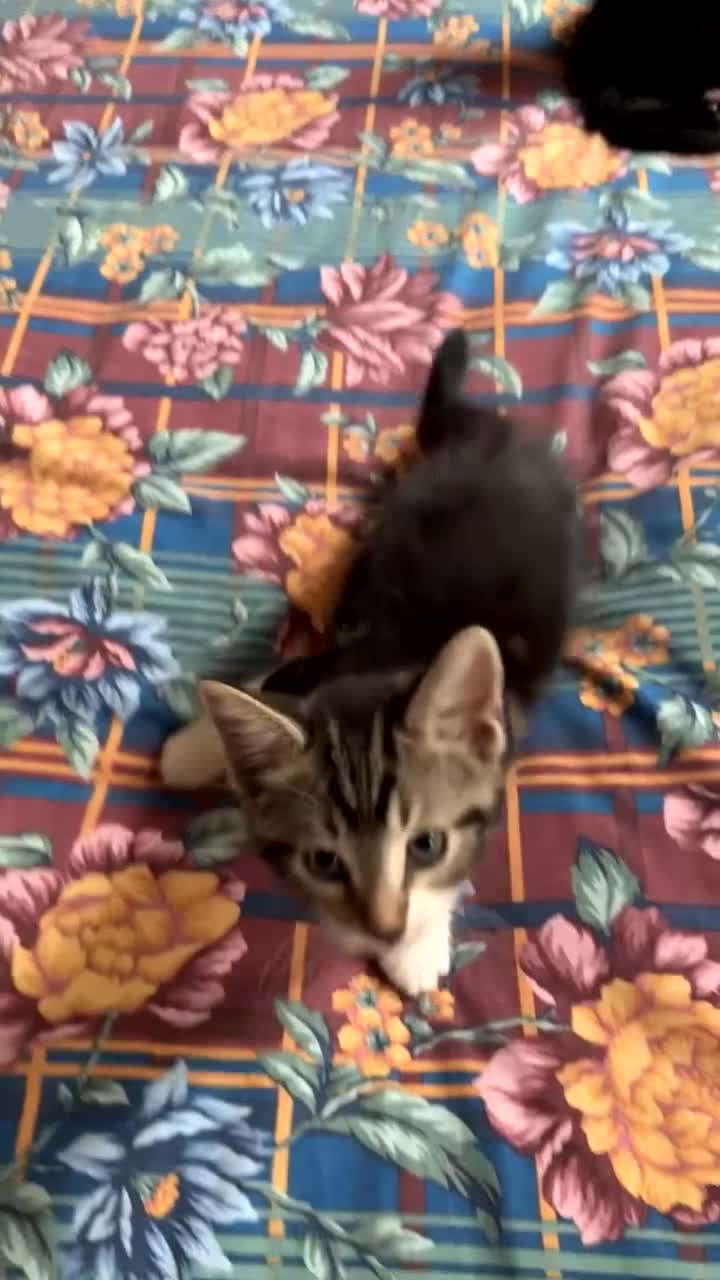 Mixed Breed cats for sale: Mix breed/half maincoon kittens - Video 1