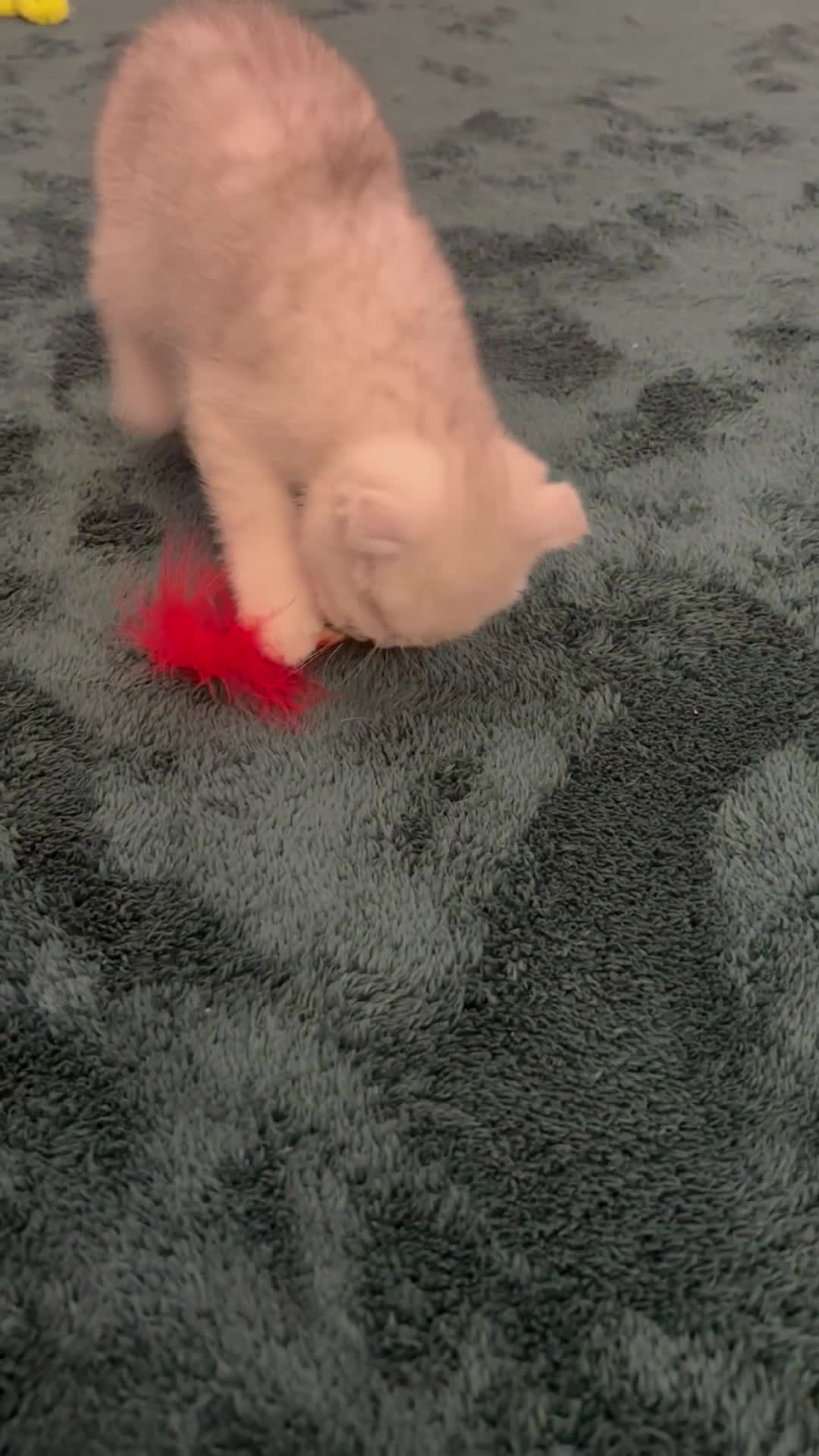Scottish Fold cats for sale: Snow spot Scottish fold kittens - Video 2
