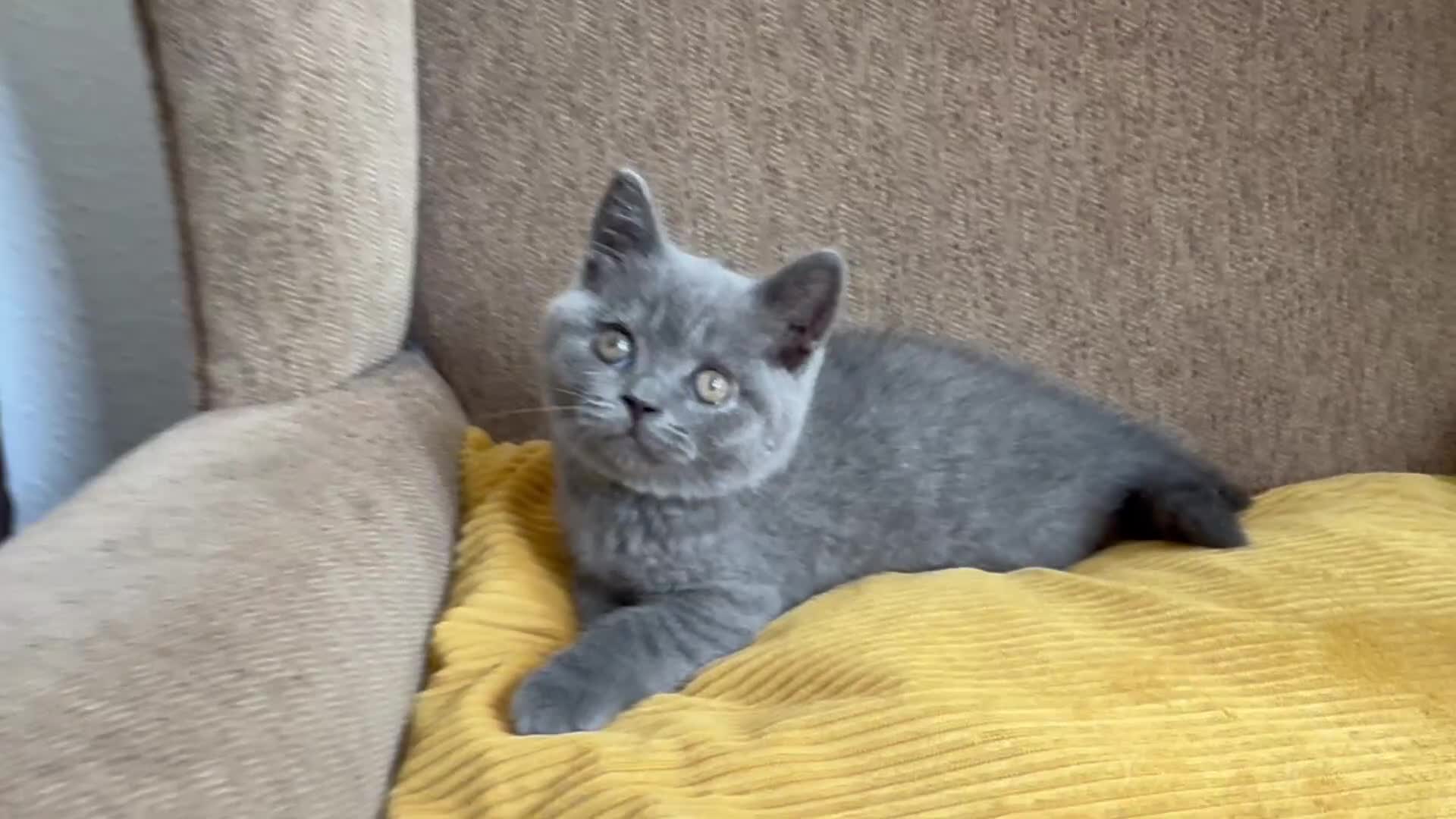 British Shorthair cats for sale: TICA Registered BritishShorthairKittens  Ready now - Video 1