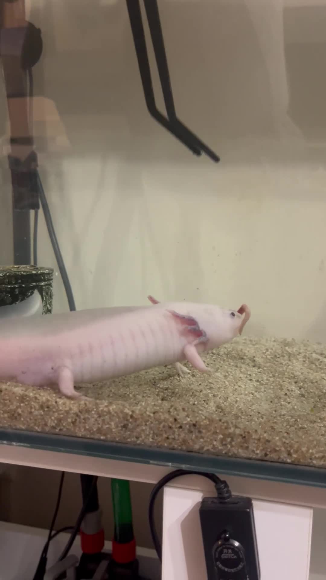 Axolotl reptiles for sale: 2 Adult male Axolotls and Full set up  - Video 2